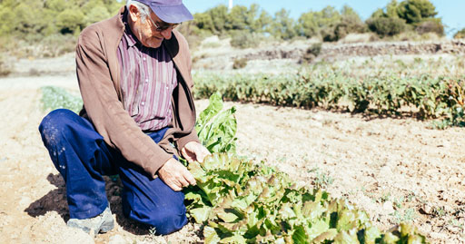 Pare-cuidant-de-l'hort